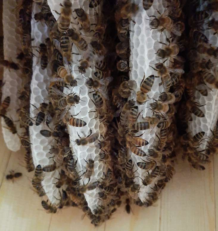 Bienenvolk beim Ausbau der Waben