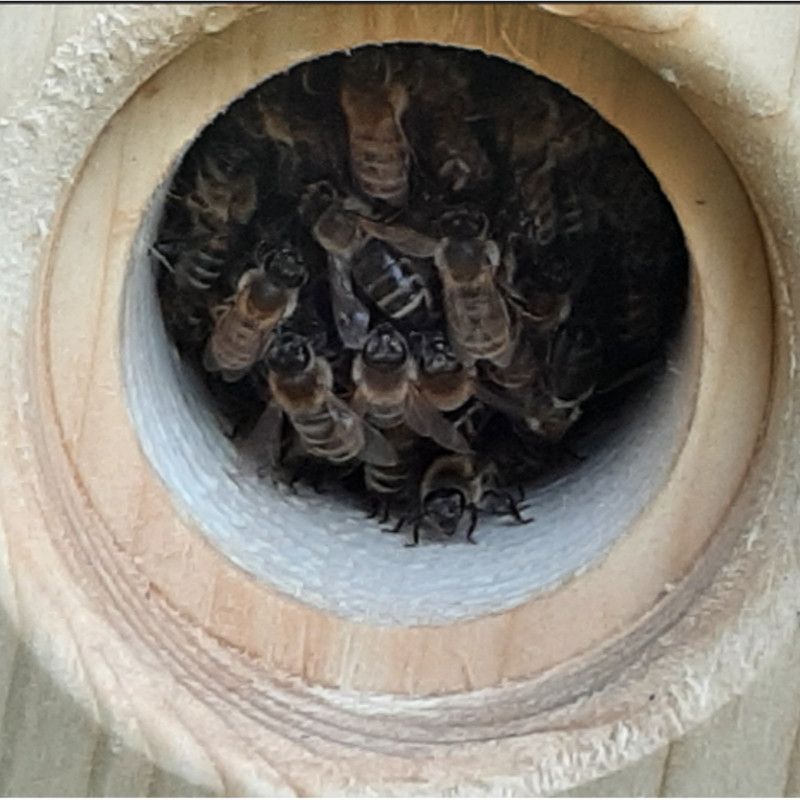 Und wenn der Bienenschwarm eingezogen ist, wird die „Haustüre“ geschlossen.