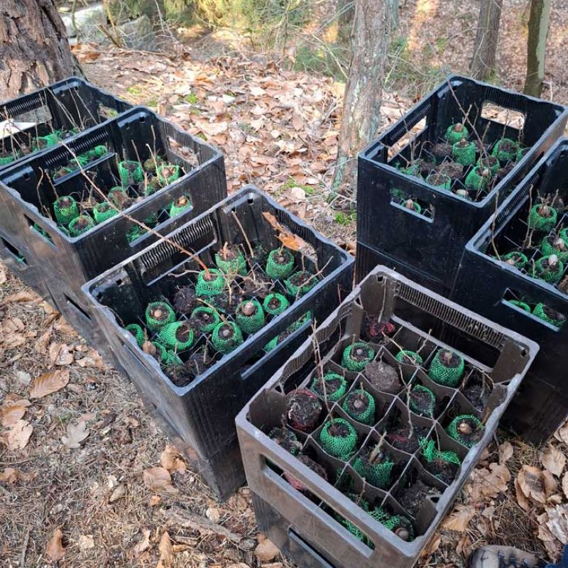 Pflanzpatronen in Kisten