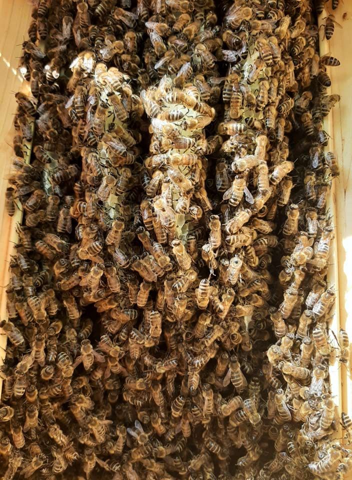 Bienenvolk beim Hausbau