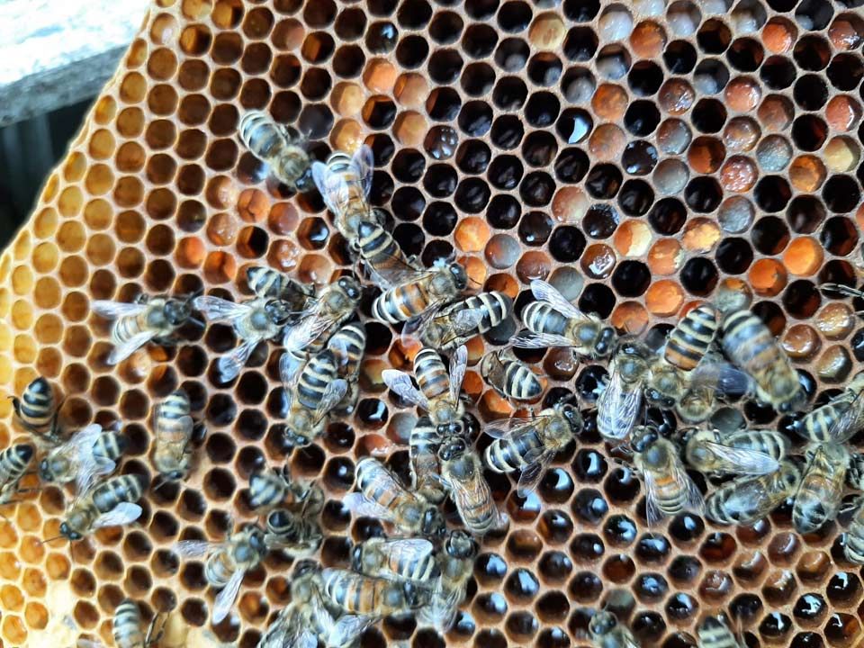 Bienenwaben gemischt
